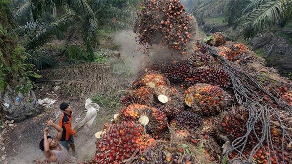 Nguy co bung no thuong chien giua EU va Indonesia hinh anh