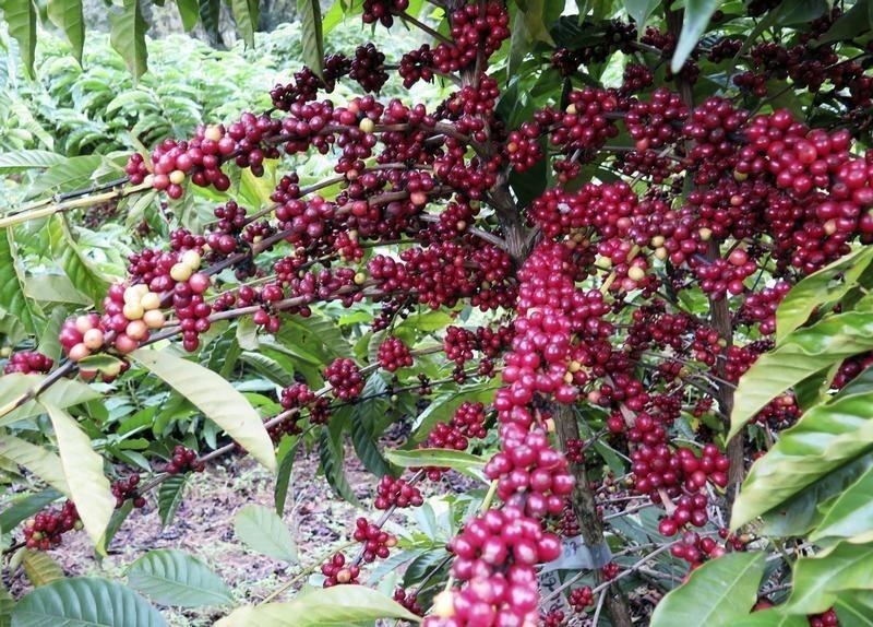 Cà phê Việt Nam ảnh 4 Ca phe Viet Nam anh 4