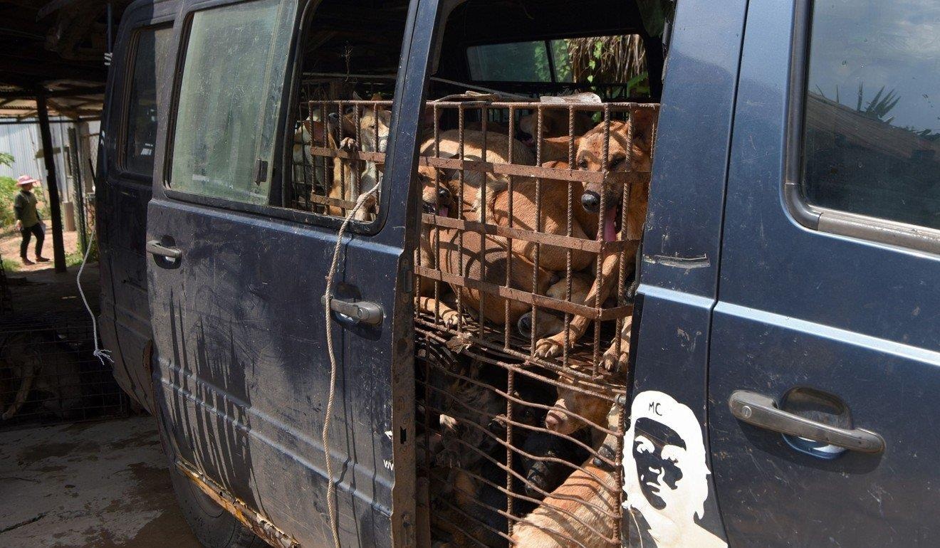 Benh dai va tram cam tu nghe buon thit cho o Campuchia hinh anh