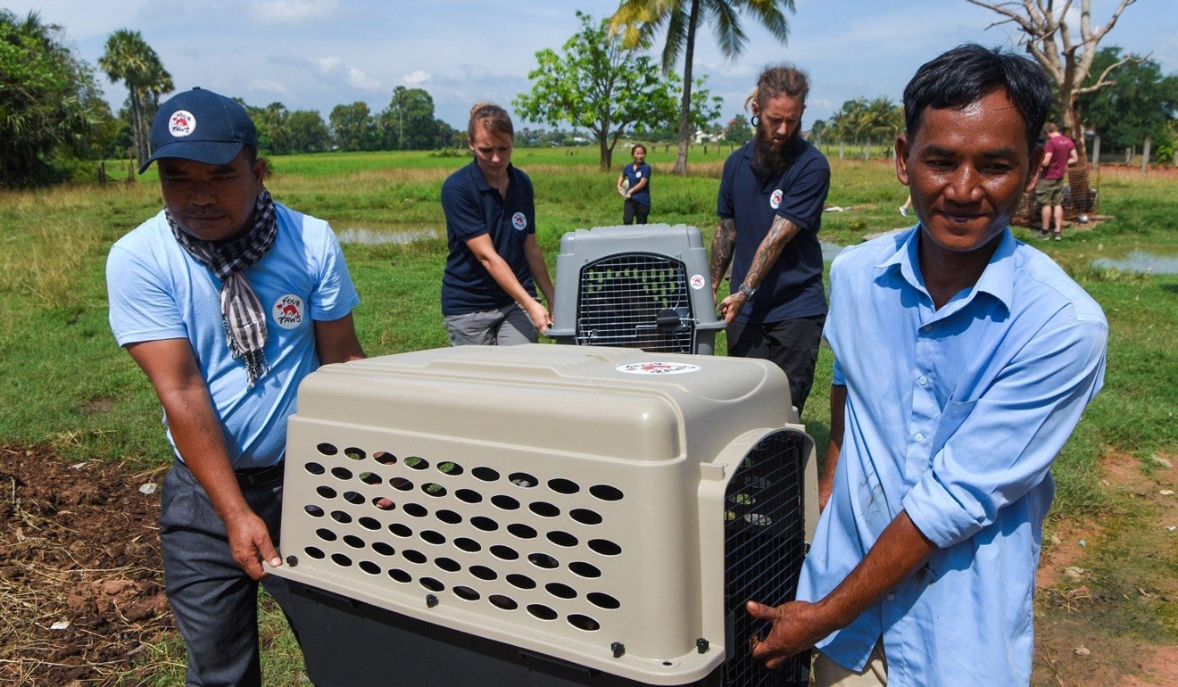 Nganh cong nghiep thit cho o Campuchia anh 3