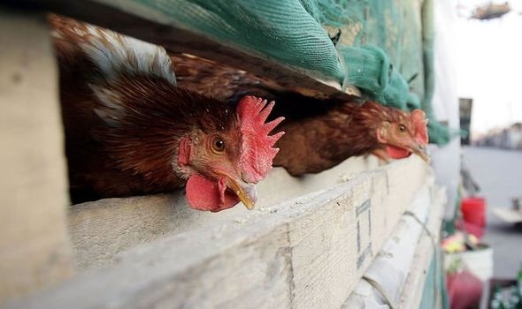 hang tram trieu gia cam Trung Quoc chet doi vi virus corona anh 1