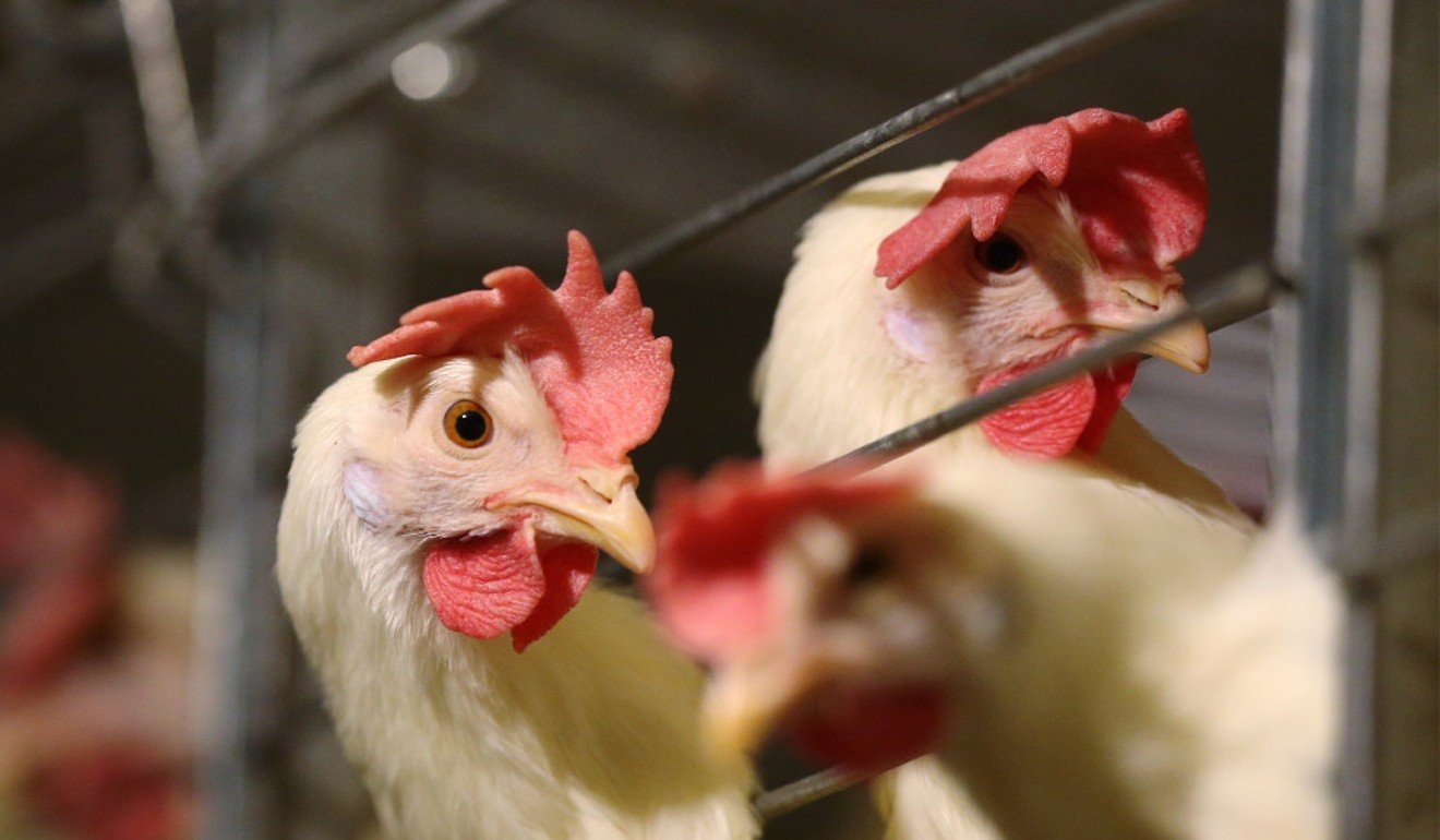 Nguoi dan ong an cap hon 10.000 con ga cua cong ty hinh anh