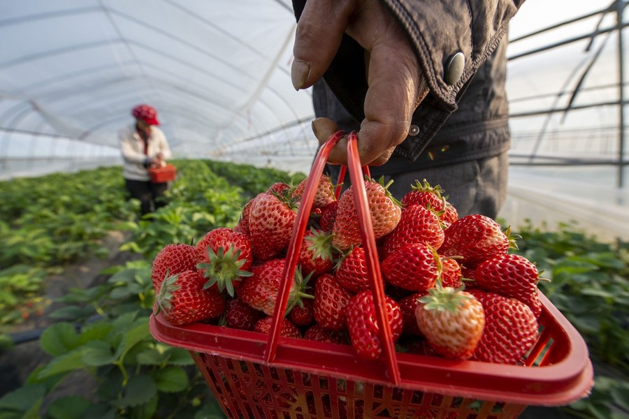 nong dan trong dich Covid-19 anh 6