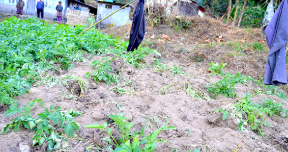 dua nhoi thuoc no tai An Do anh 3