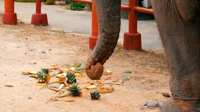 dua nhoi thuoc no tai An Do anh 4