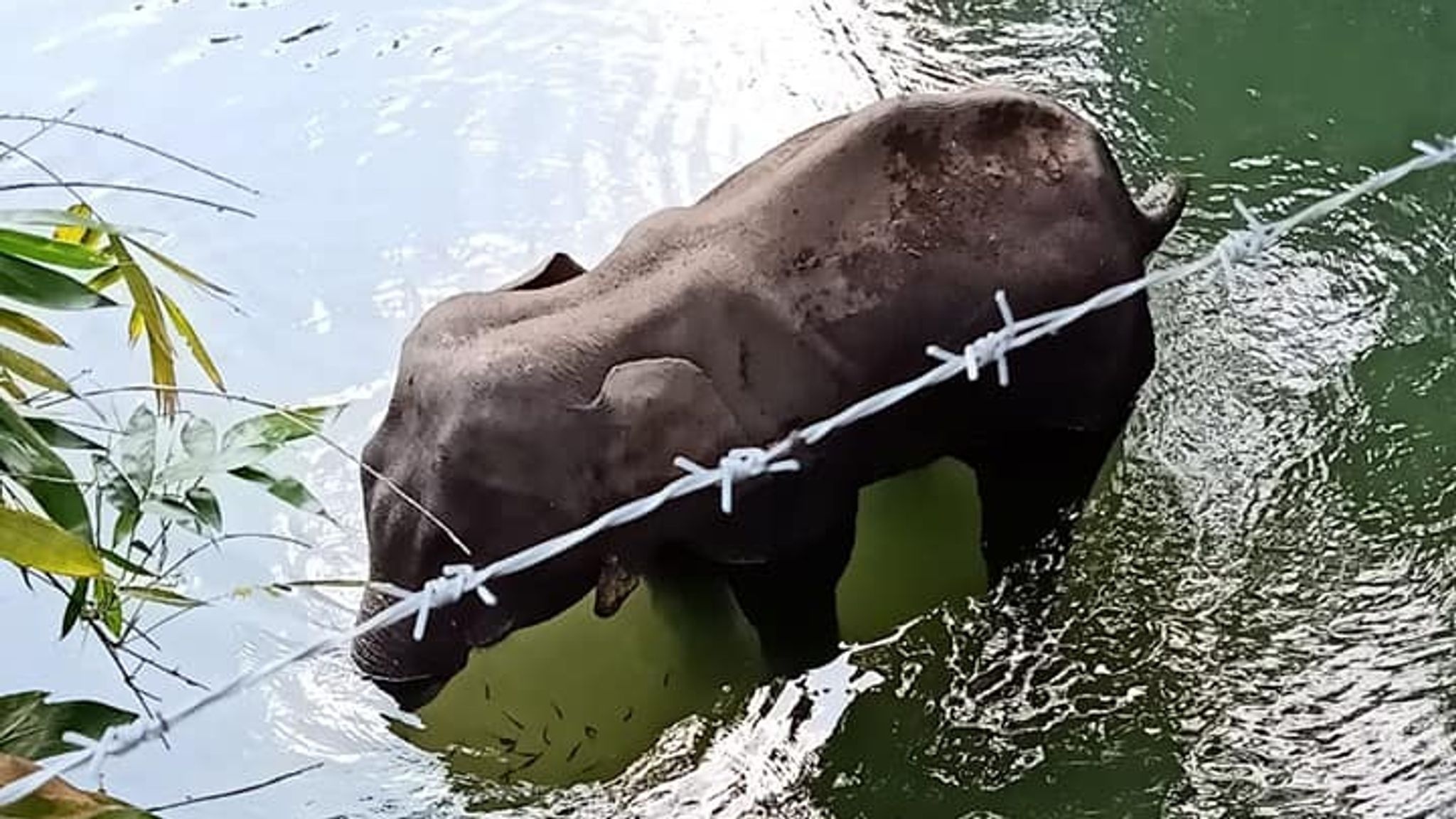 dua nhoi thuoc no tai An Do anh 1