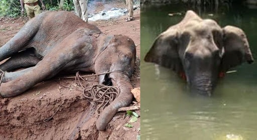 Vi sao nong dan An Do che tao dua nhoi thuoc no? hinh anh