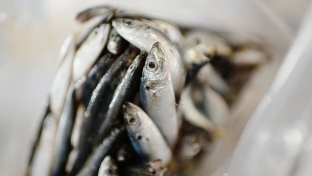 Trung Quoc phat hien SARS-CoV-2 tren bao bi ca nhap khau tu Indonesia hinh anh