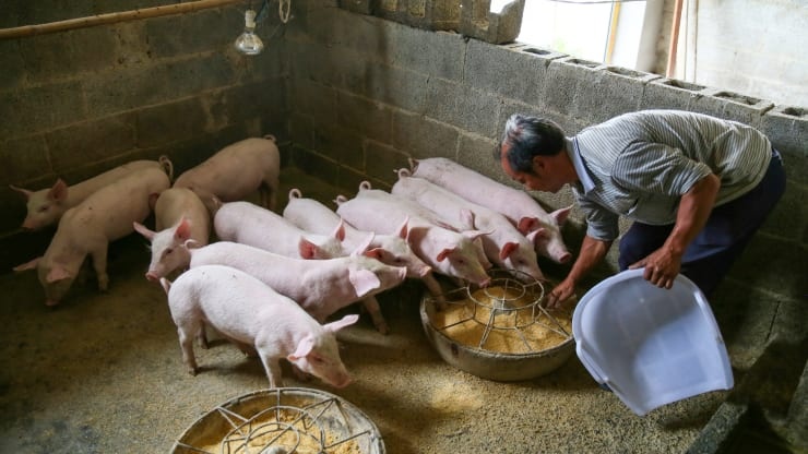 Gia thit lon Trung Quoc anh 1