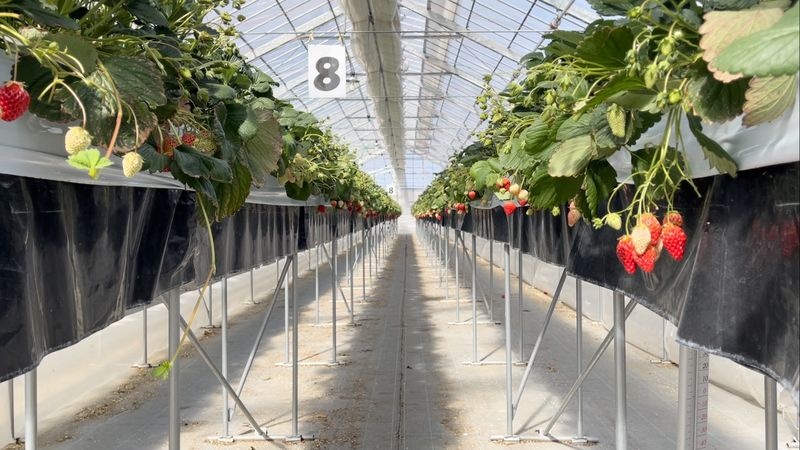 Thi tran Nhat Ban anh 1