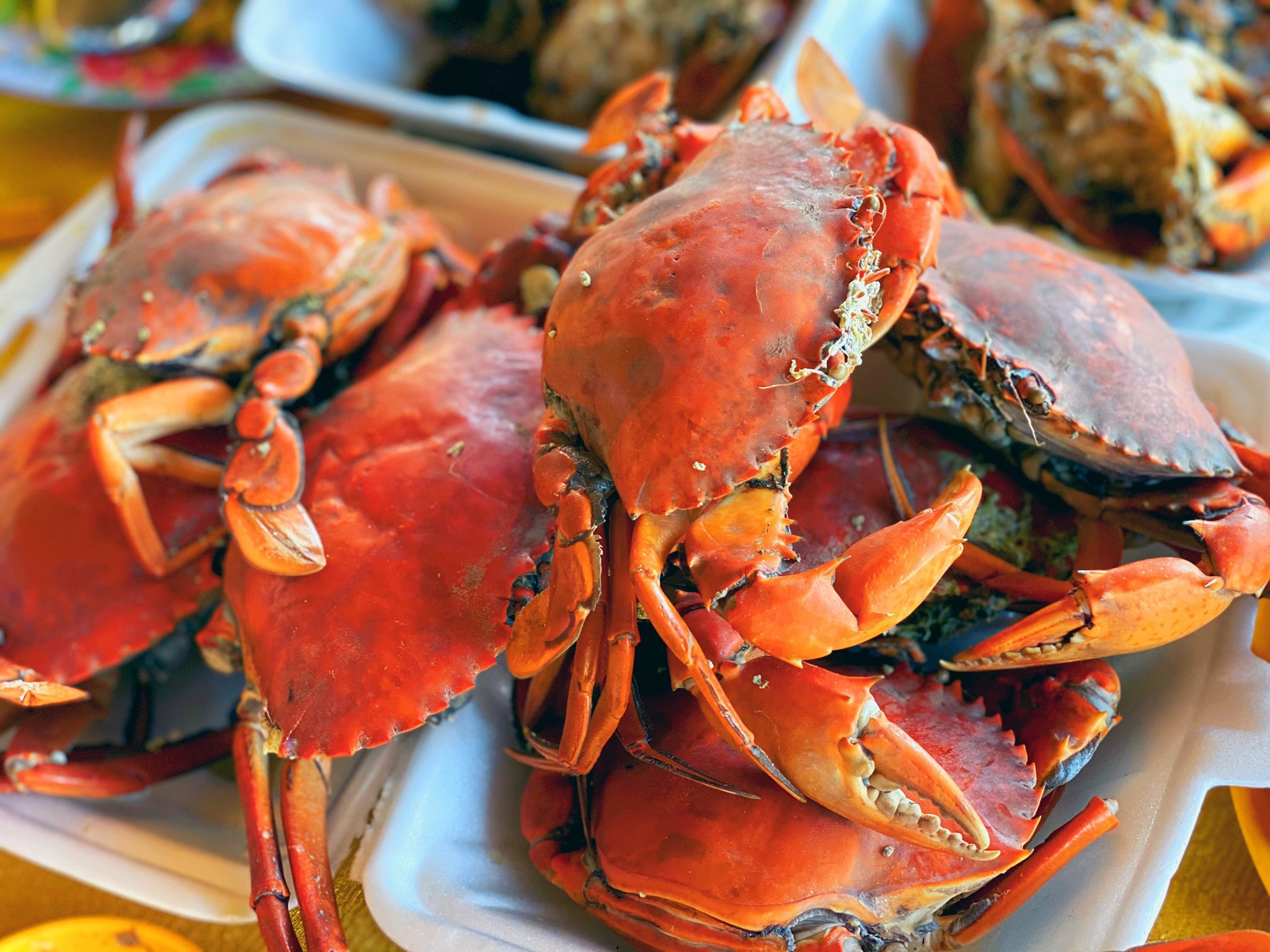 Cua bien Ben Tre duoc bao ho chi dan dia ly hinh anh