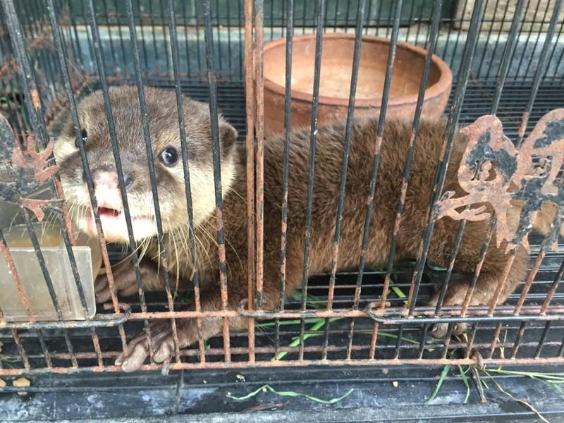 Buon ban dong vat hoang da anh 2