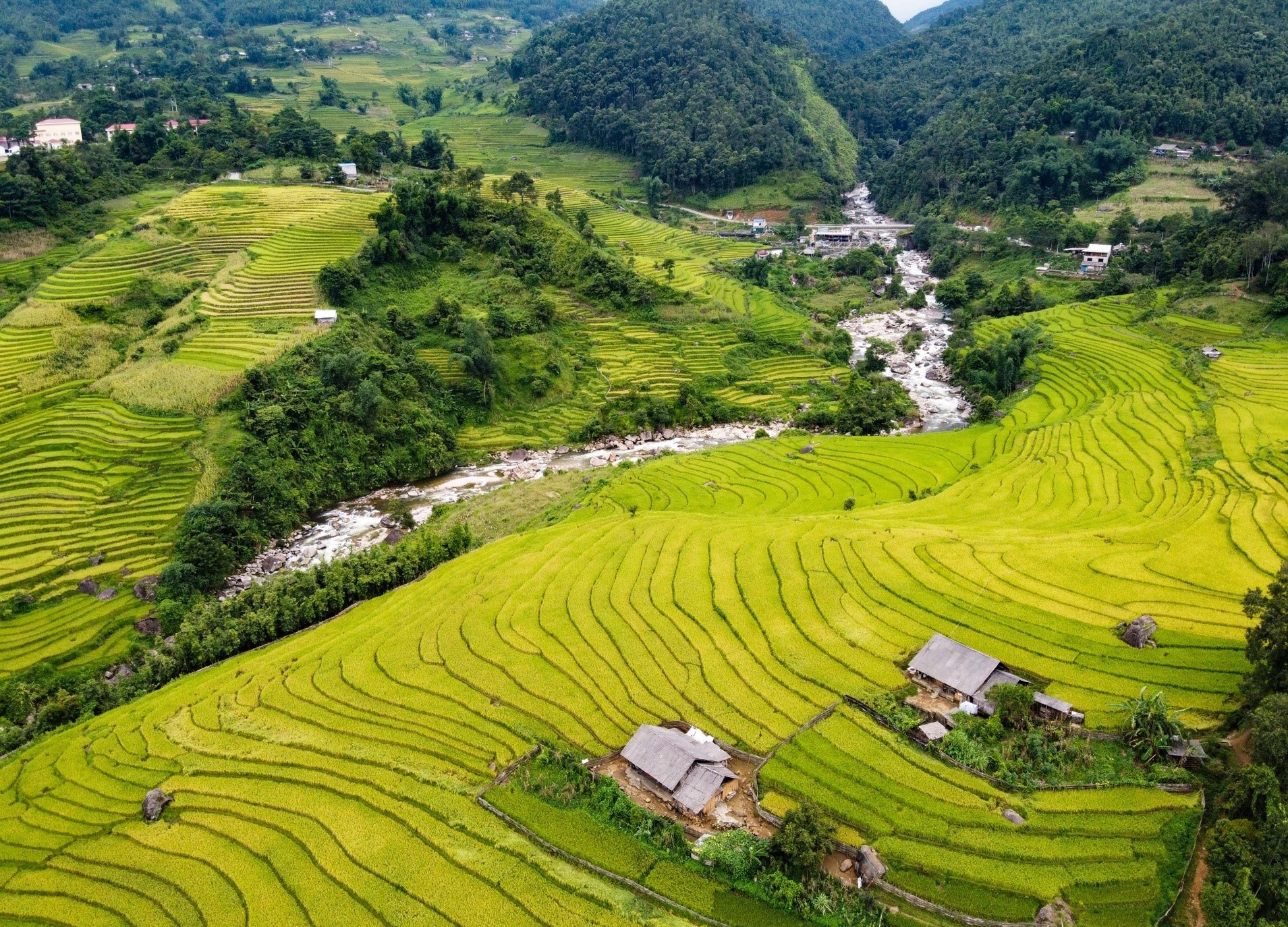 Gao Viet huong loi khi An Do cam xuat khau gao hinh anh