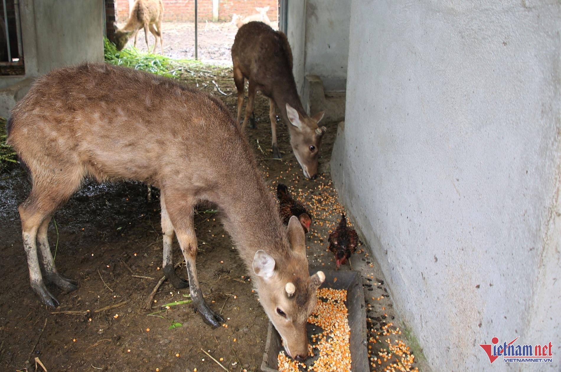 gia nhung huou anh 2