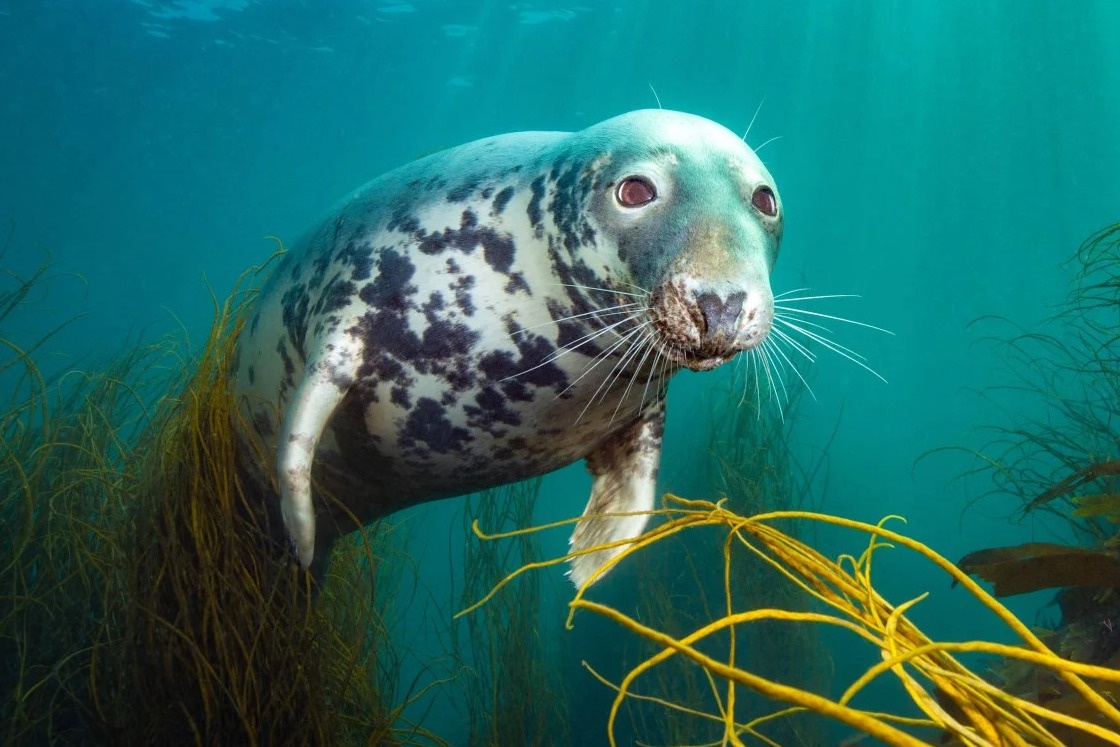 Anh chien thang 'Nhiep anh gia duoi nuoc 2025' hinh anh