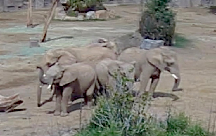 Dan voi tao 'la chan song' bao ve voi con giua dong dat o California hinh anh