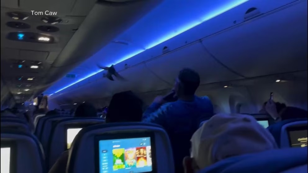 Hai chu chim bo cau 'di lac' vao khoang may bay hinh anh