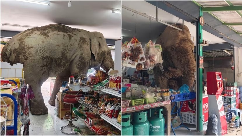 Voi rung dot nhap cua hang tap hoa kiem do an vat o Thai Lan hinh anh