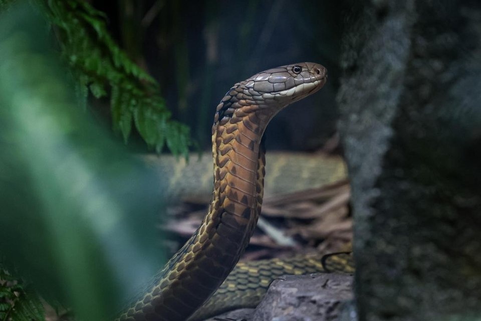 Be trai An Do song sot nho can dut dau ran ho mang hinh anh