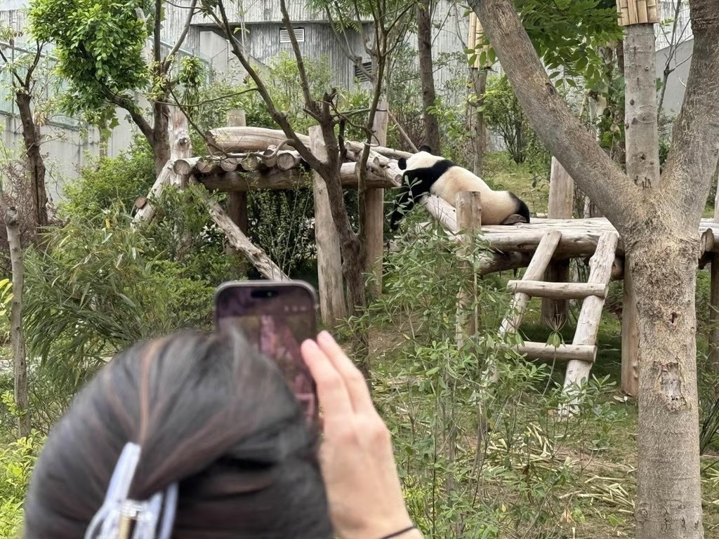 gấu tr&uacute;c ảnh 2