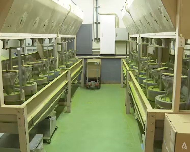 matcha ảnh 2