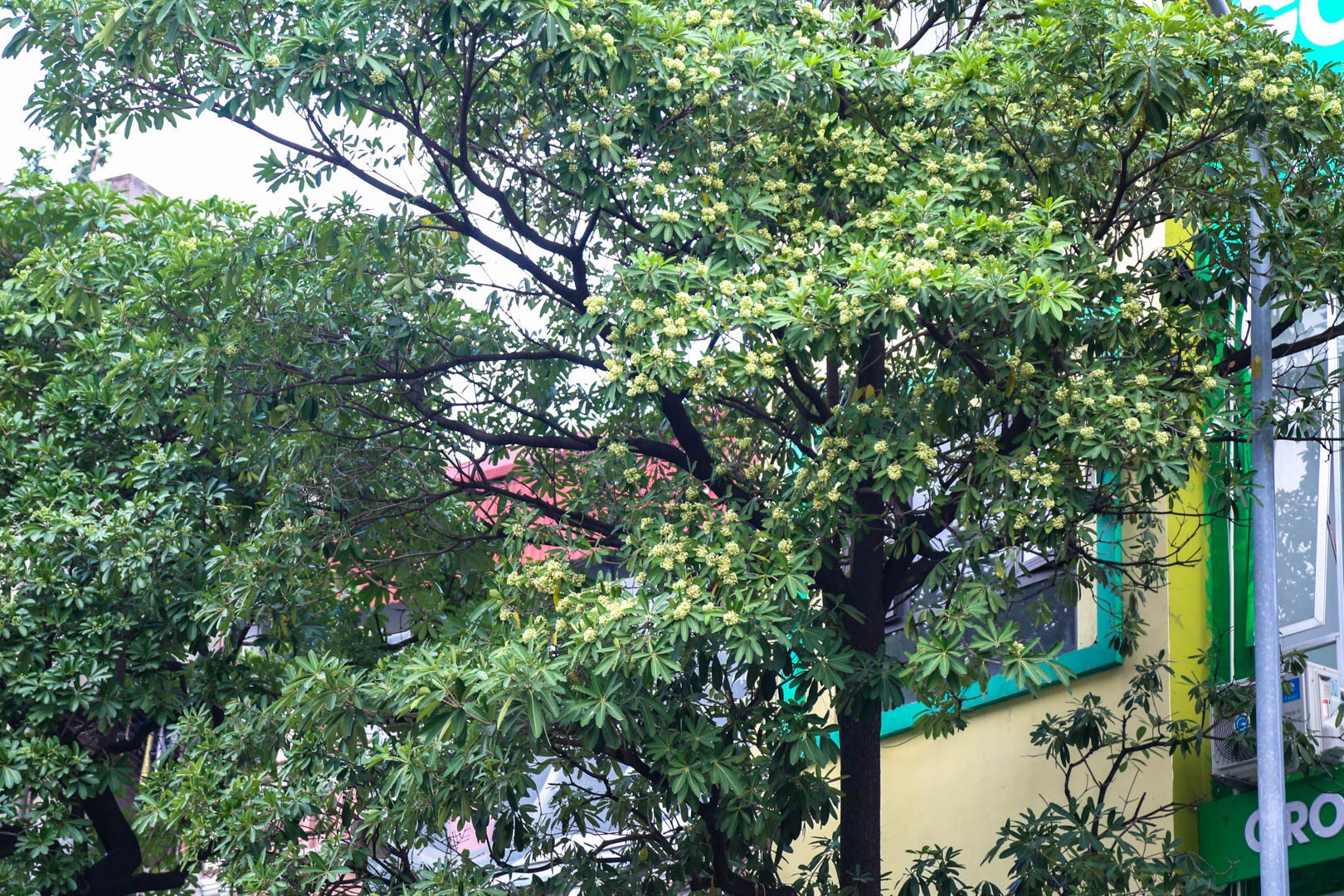 Di doi hang hoa sua anh 11