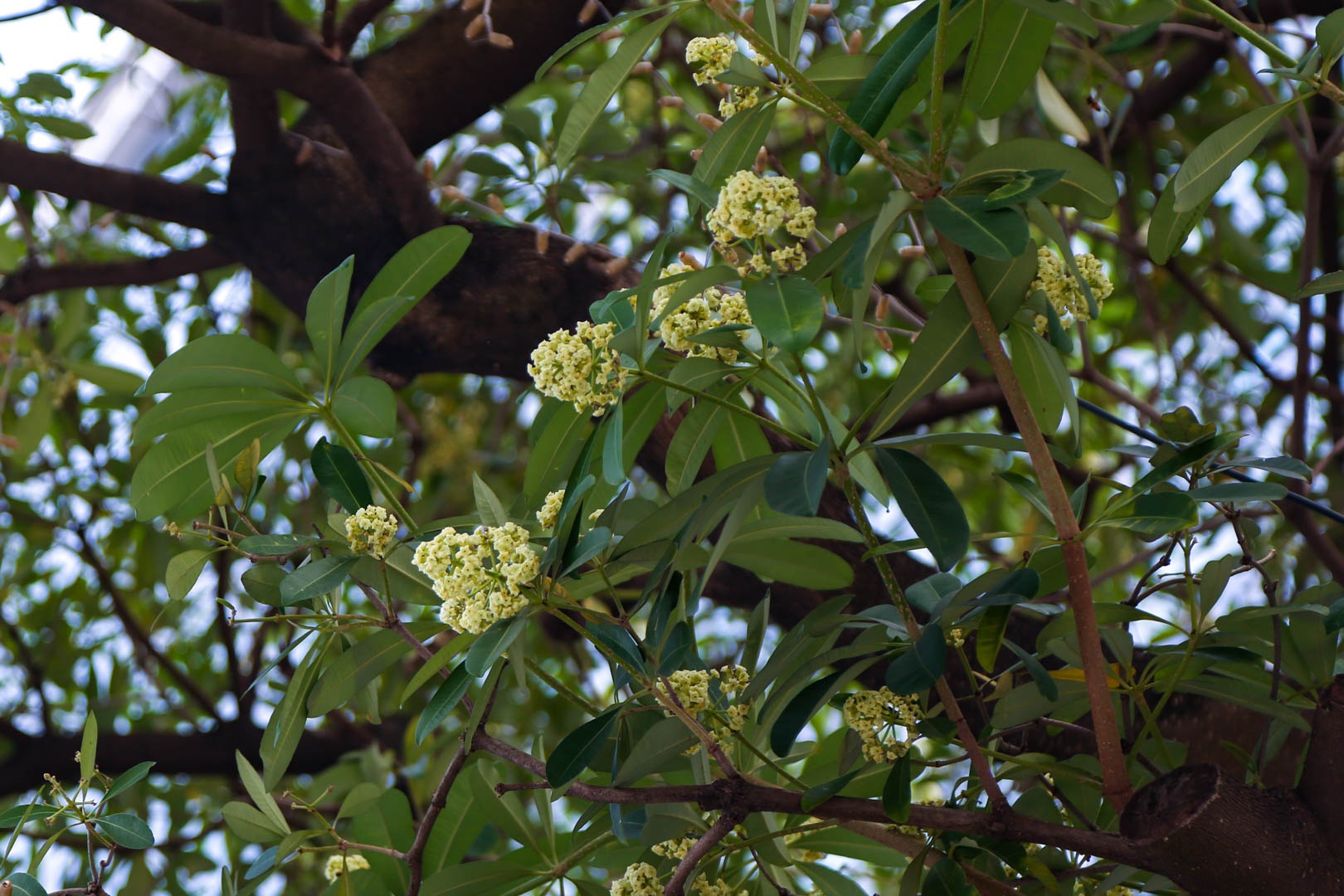 Di doi hang hoa sua anh 1