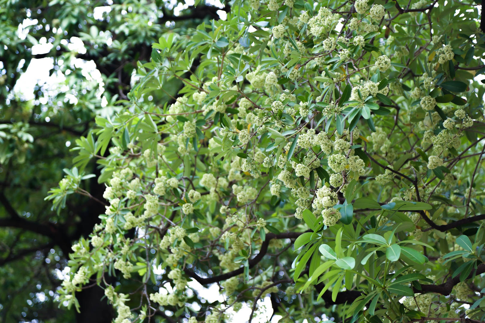 Di doi hang hoa sua anh 3