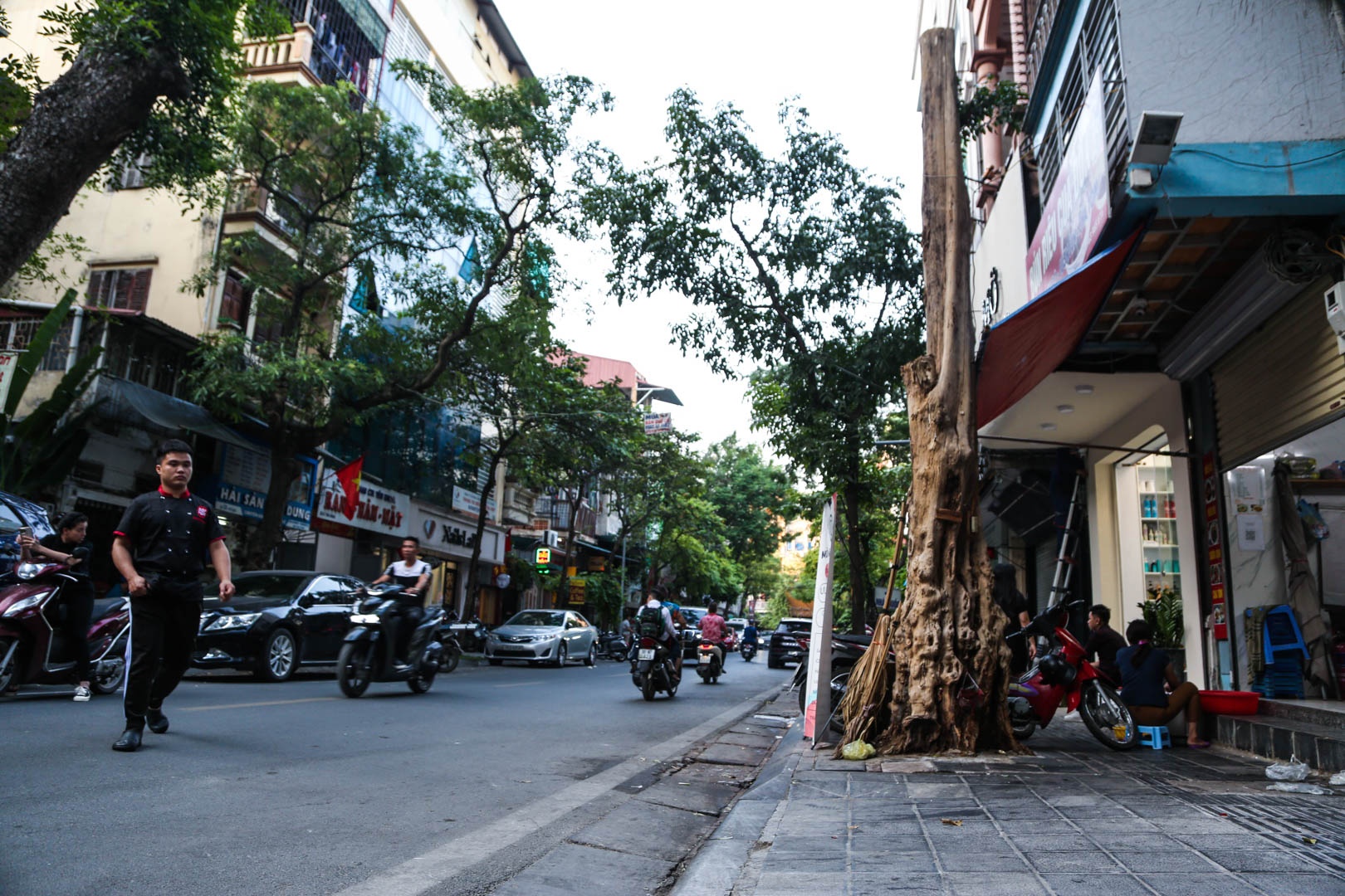 Cay chet kho Ha noi anh 1