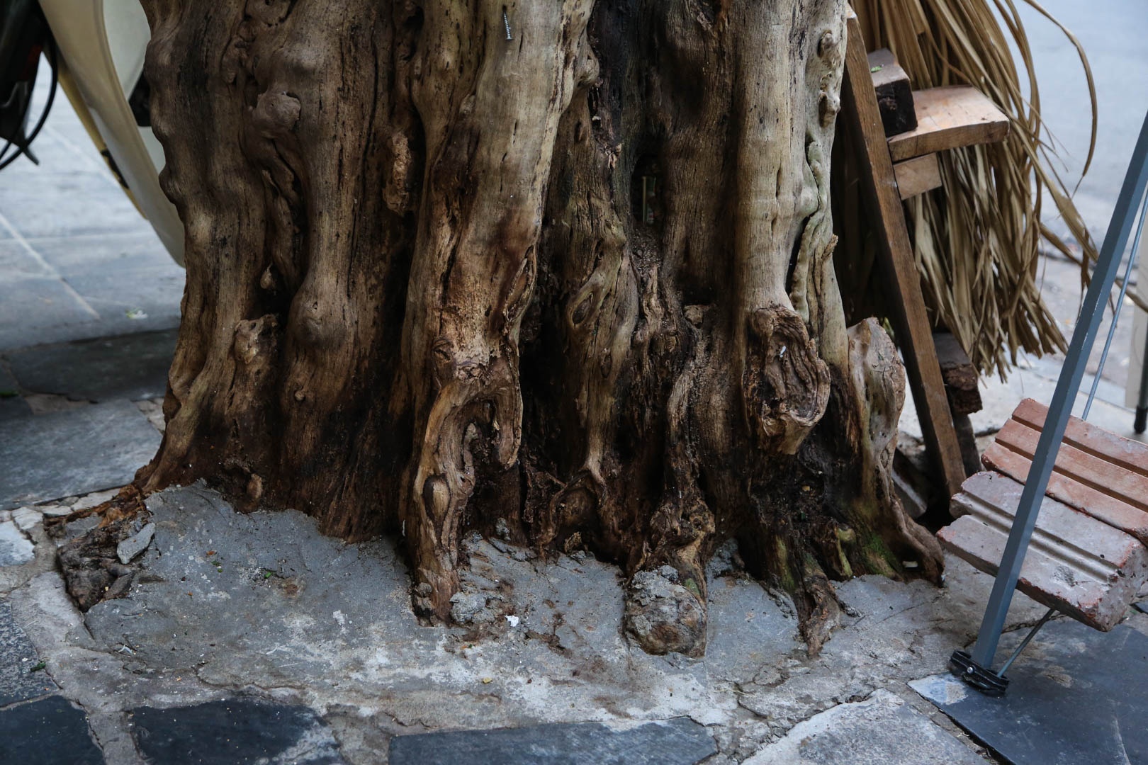 Cây chết khô Hà nội ảnh 4 Cay chet kho Ha noi anh 4