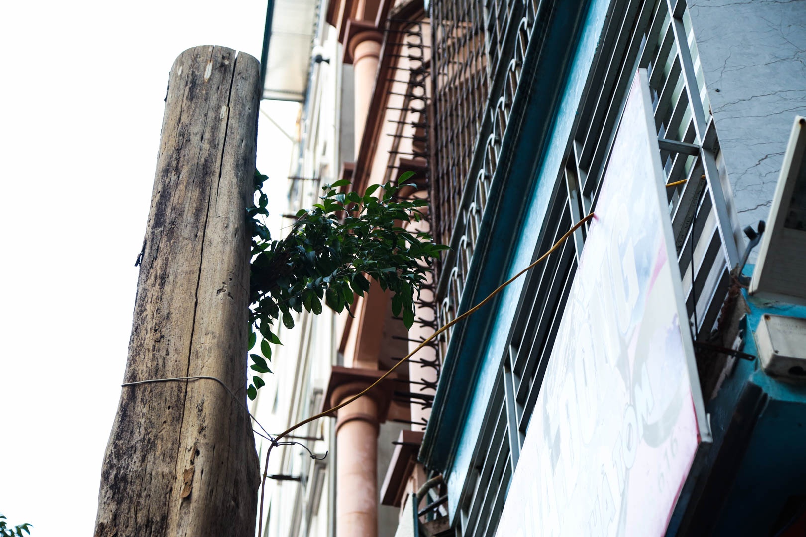 Cây chết khô Hà nội ảnh 5 Cay chet kho Ha noi anh 5