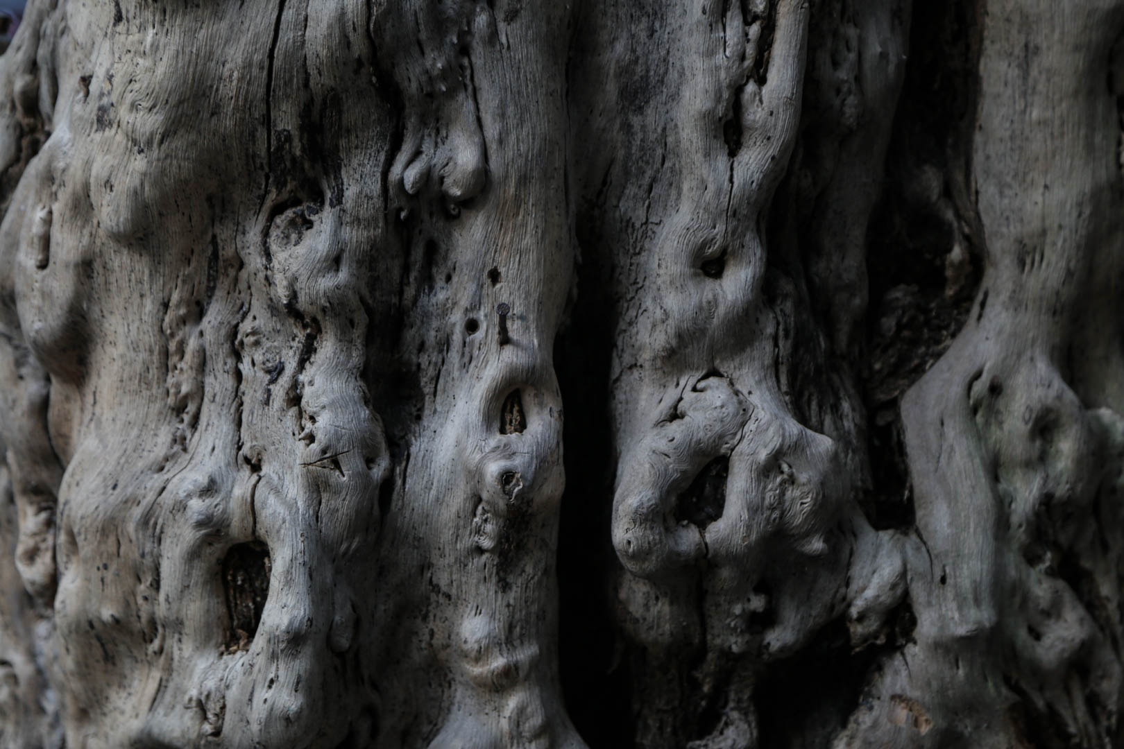 Cây chết khô Hà nội ảnh 6 Cay chet kho Ha noi anh 6