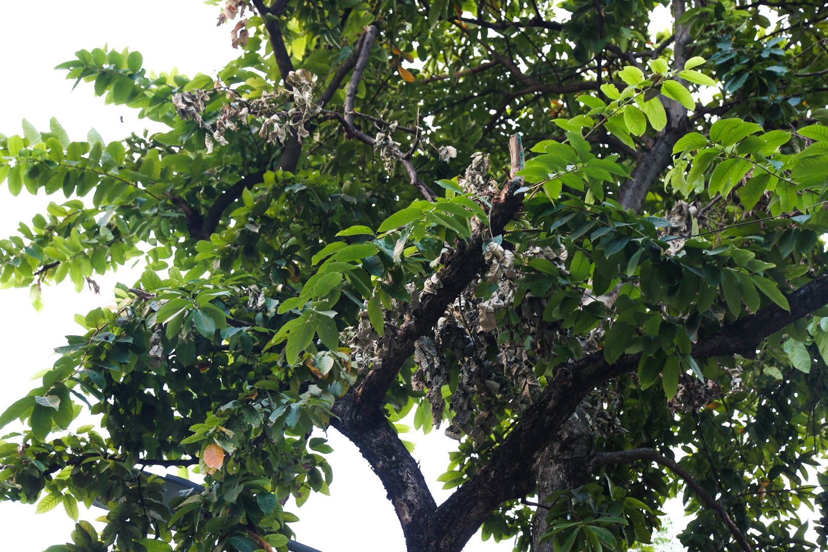 Cay chet kho Ha noi anh 7