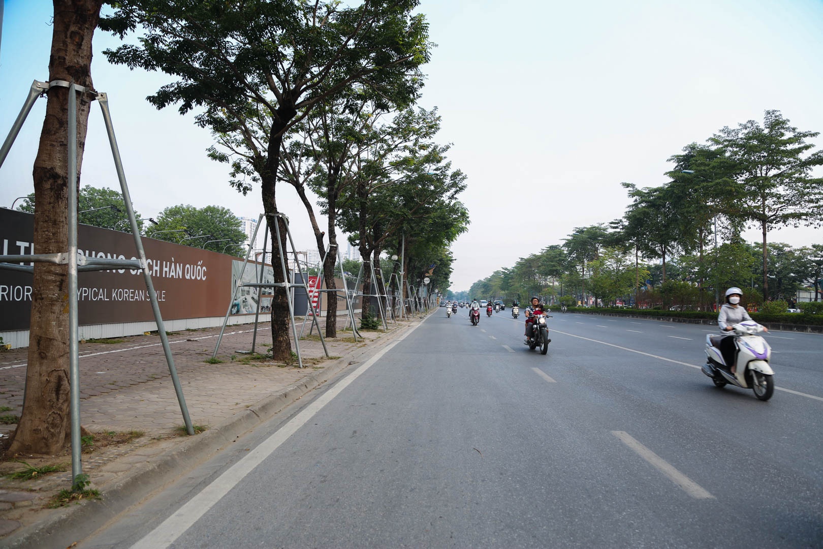 Cay chet kho Ha noi anh 8