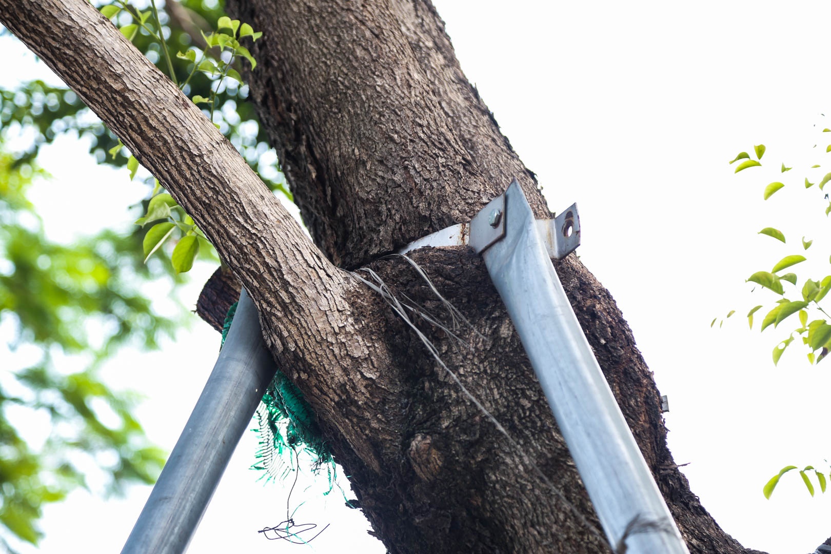 Loat cay xanh bi chet kho, 'deo gong' o Ha Noi hinh anh