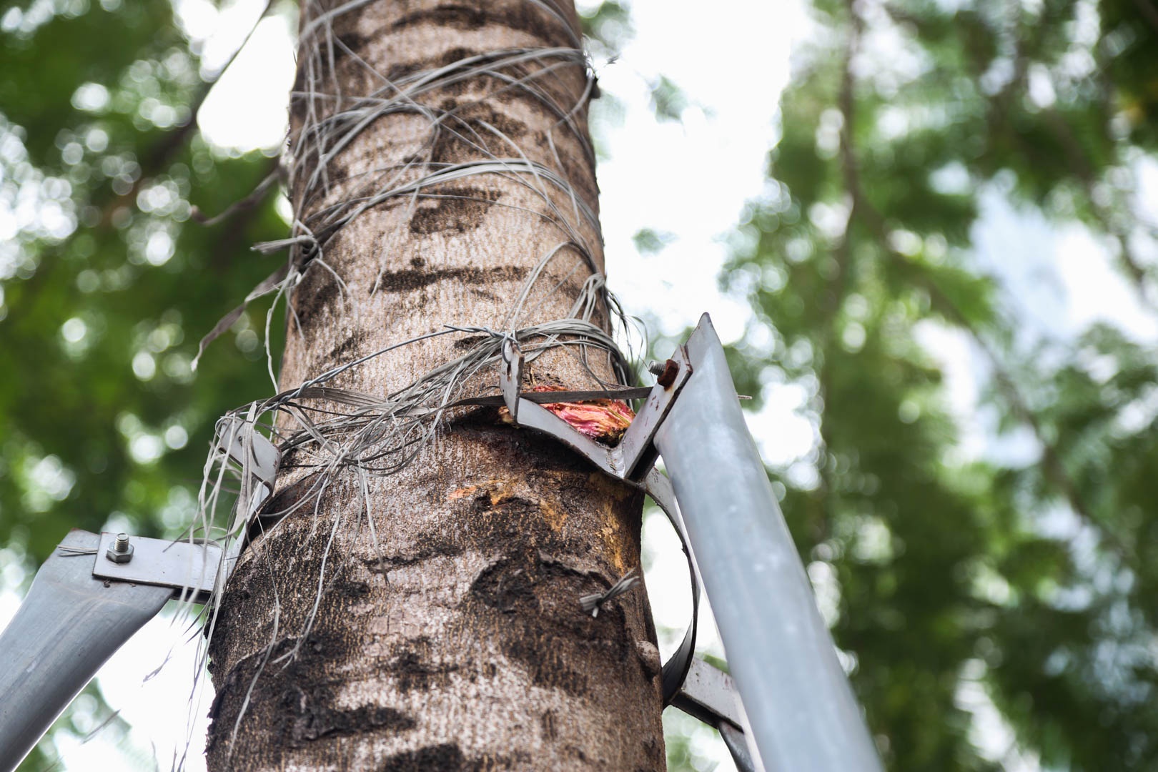 Cay chet kho Ha noi anh 10