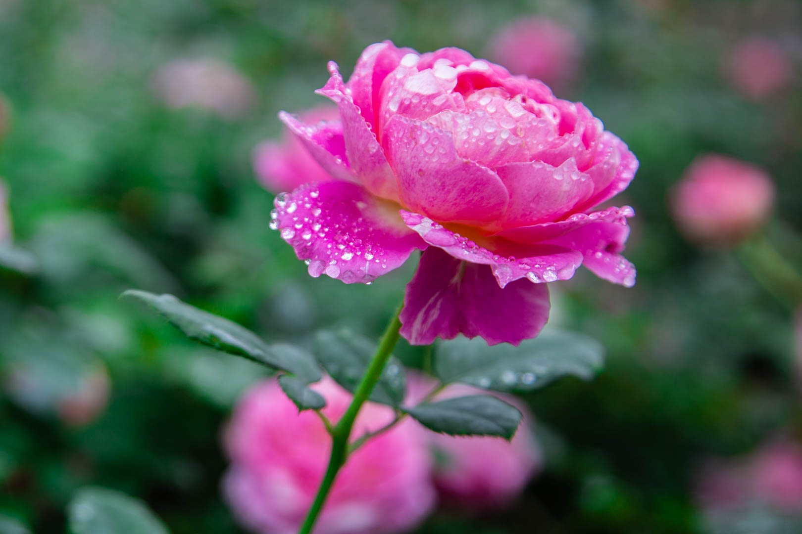 Vuon hoa hong Ha Noi anh 9