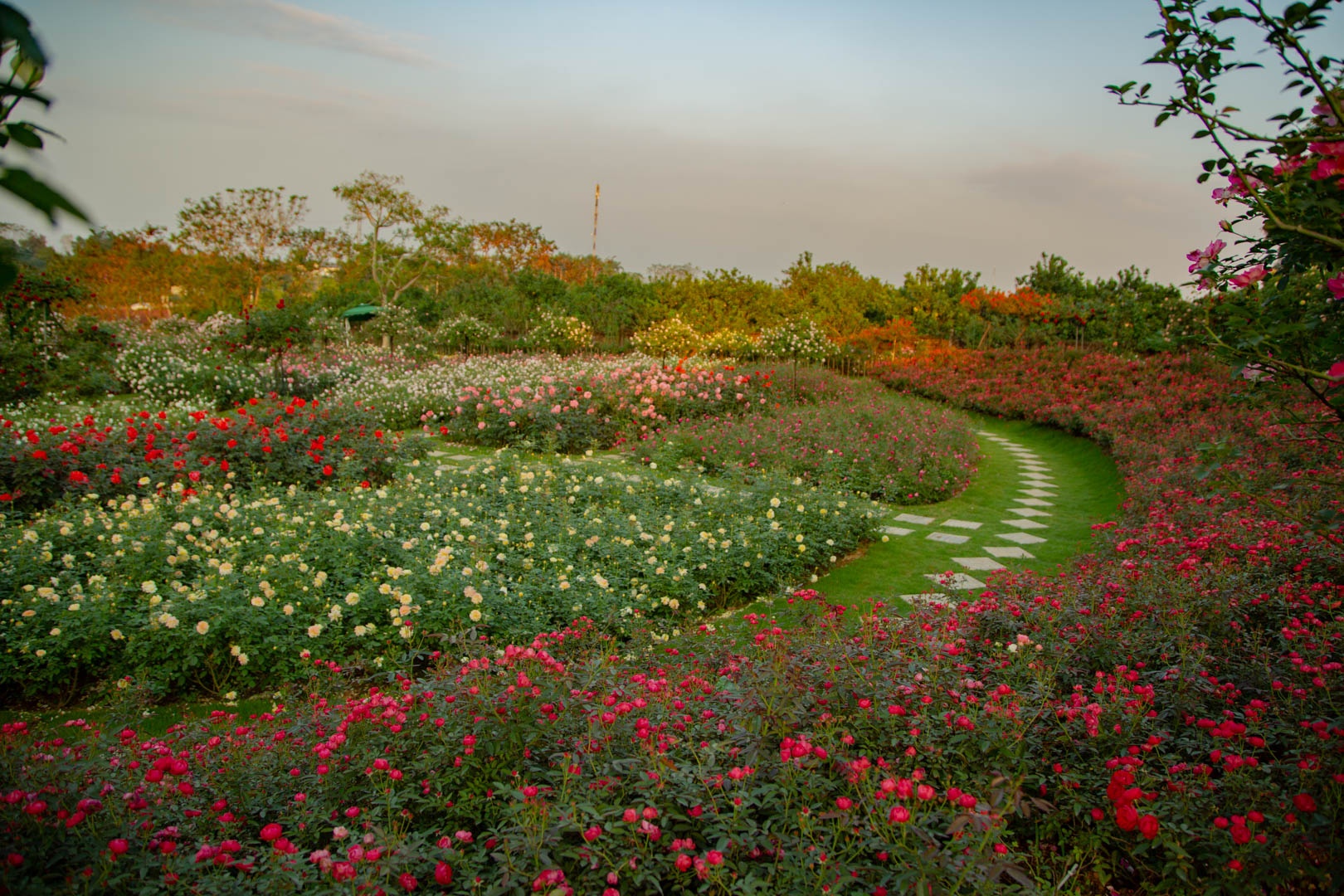 Vuon hoa hong Ha Noi anh 2