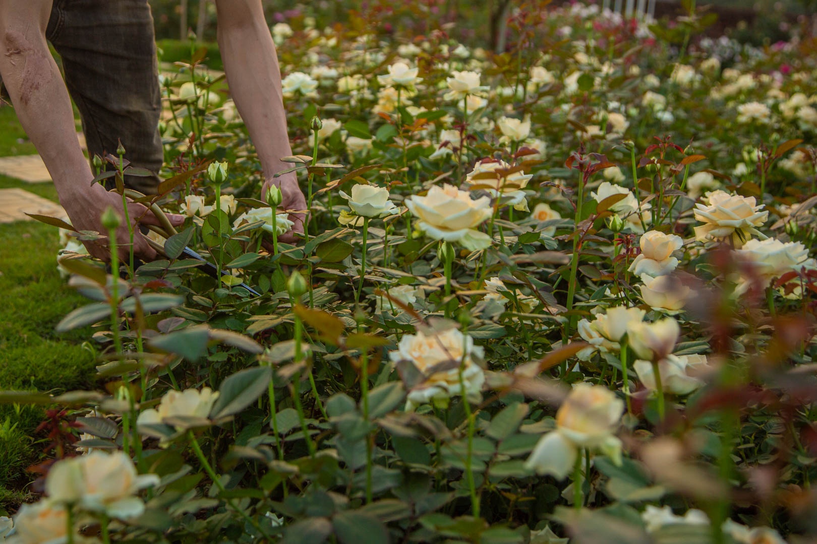 Vuon hoa hong Ha Noi anh 7