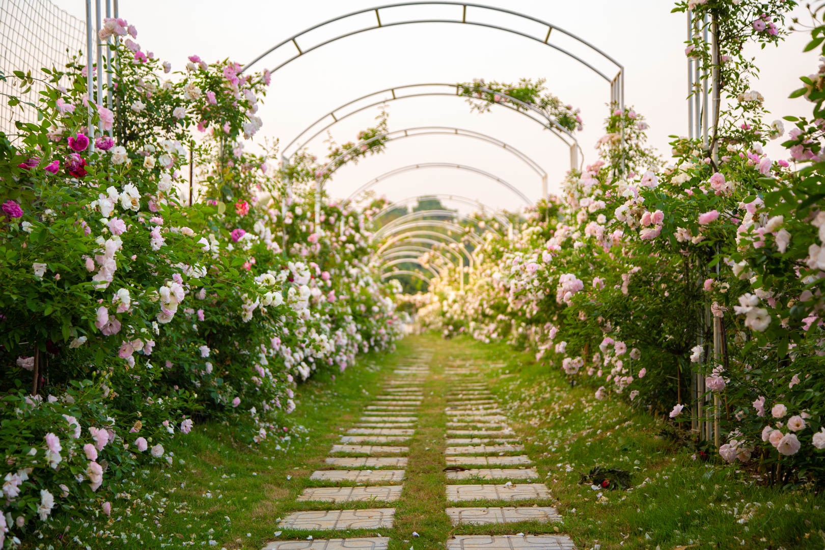 Vuon hoa hong Ha Noi anh 3