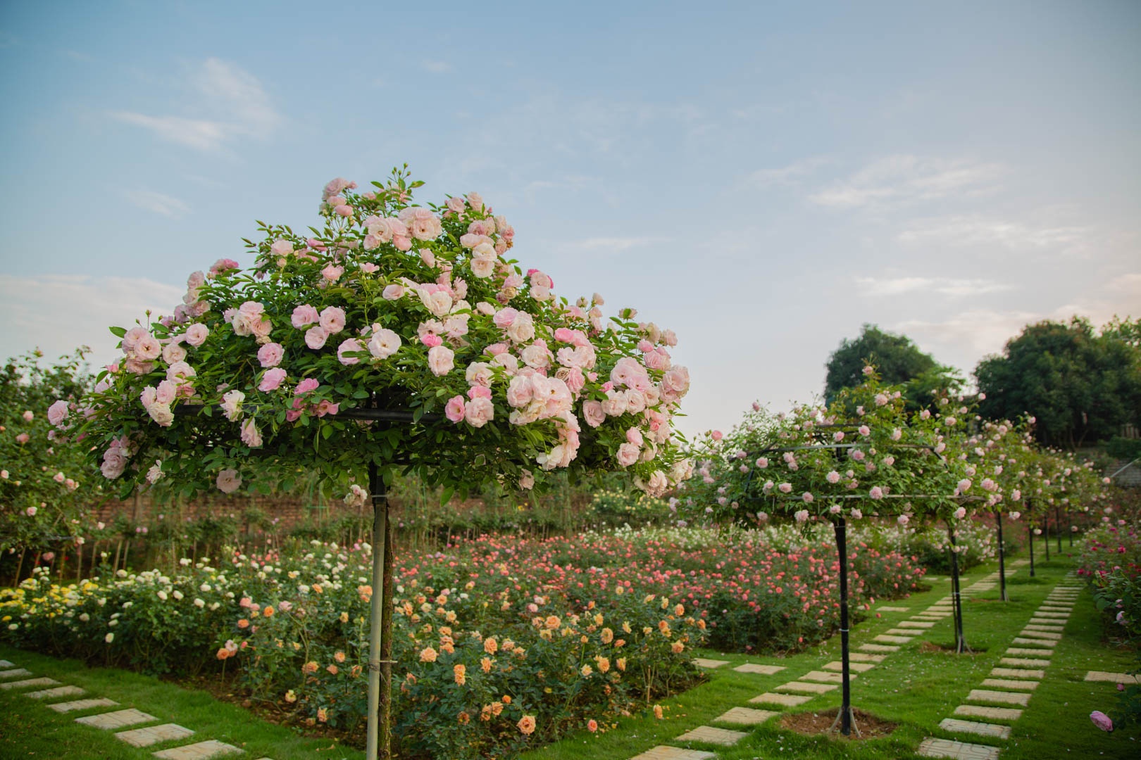 Vuon hoa hong Ha Noi anh 4