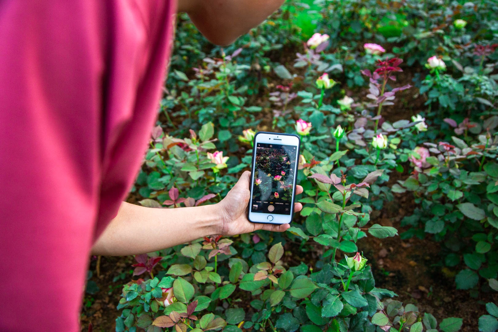 Vuon hoa hong Ha Noi anh 8