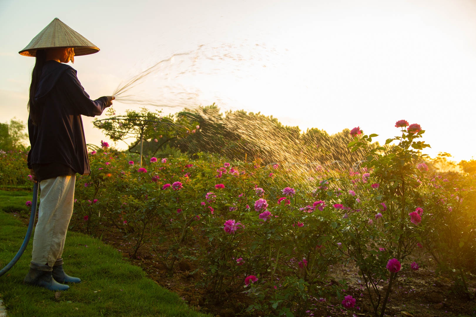 Vuon hoa hong Ha Noi anh 6