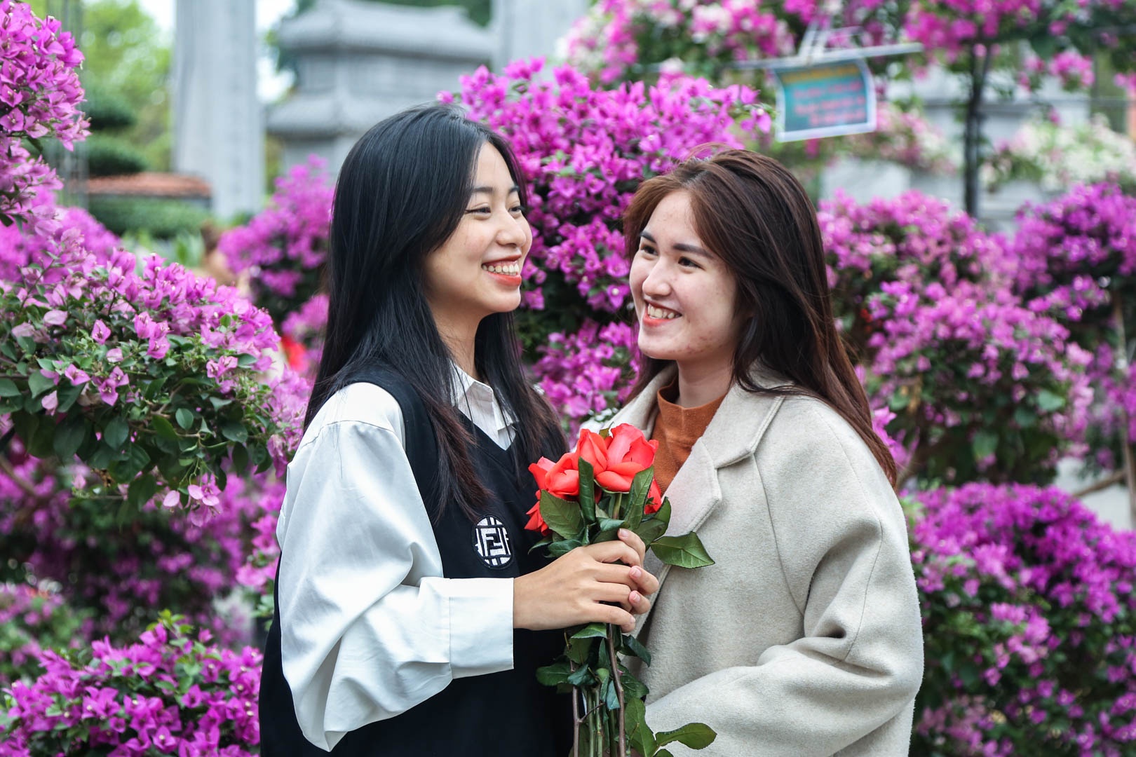 50.000 bong hoa hong tao nen le hoi hoa dac sac o Ha Noi hinh anh