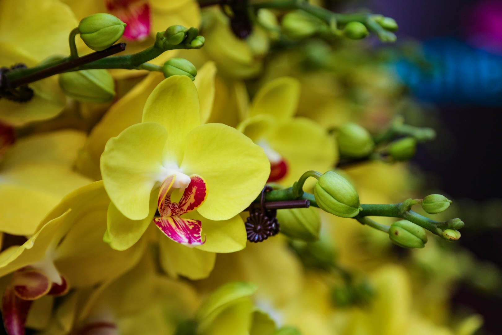 chau lan ho diep anh 3