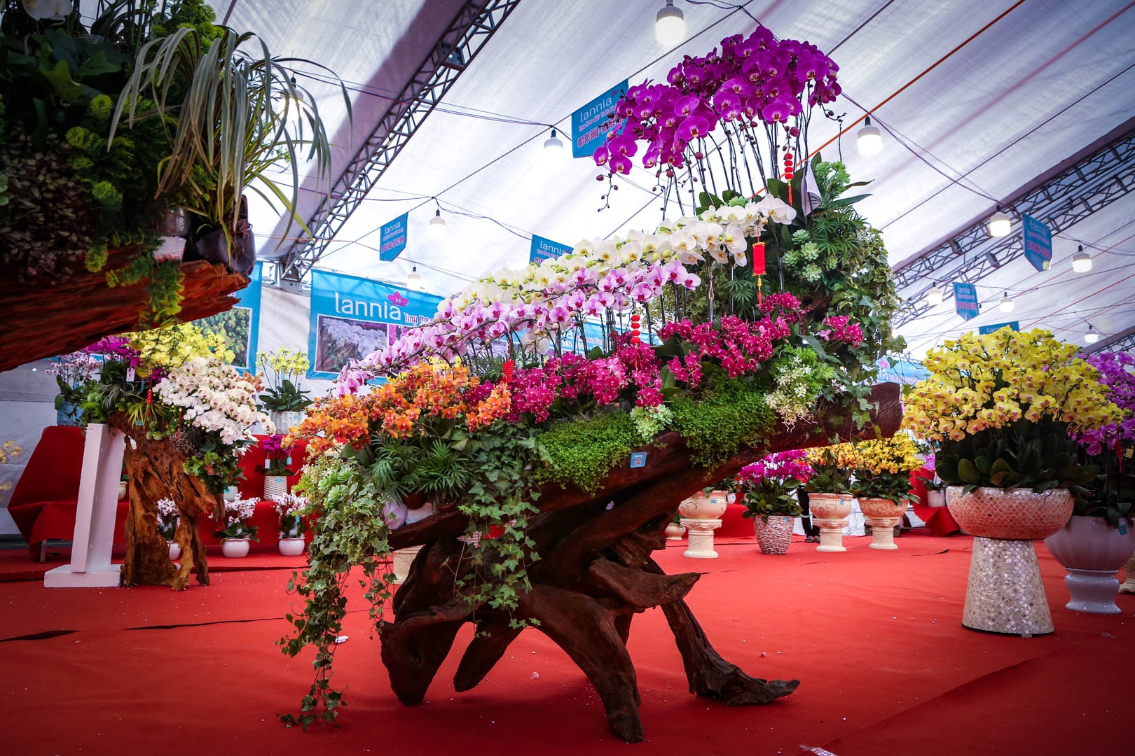 chau lan ho diep anh 5