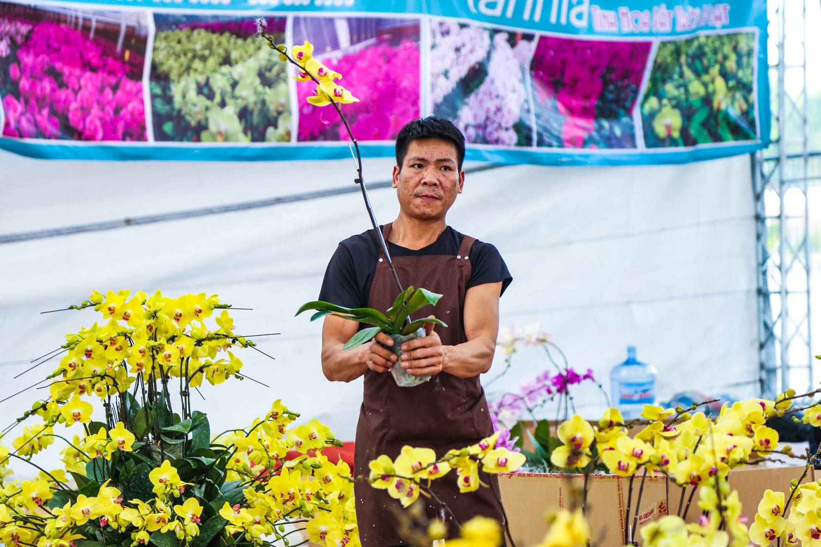 chau lan ho diep anh 9