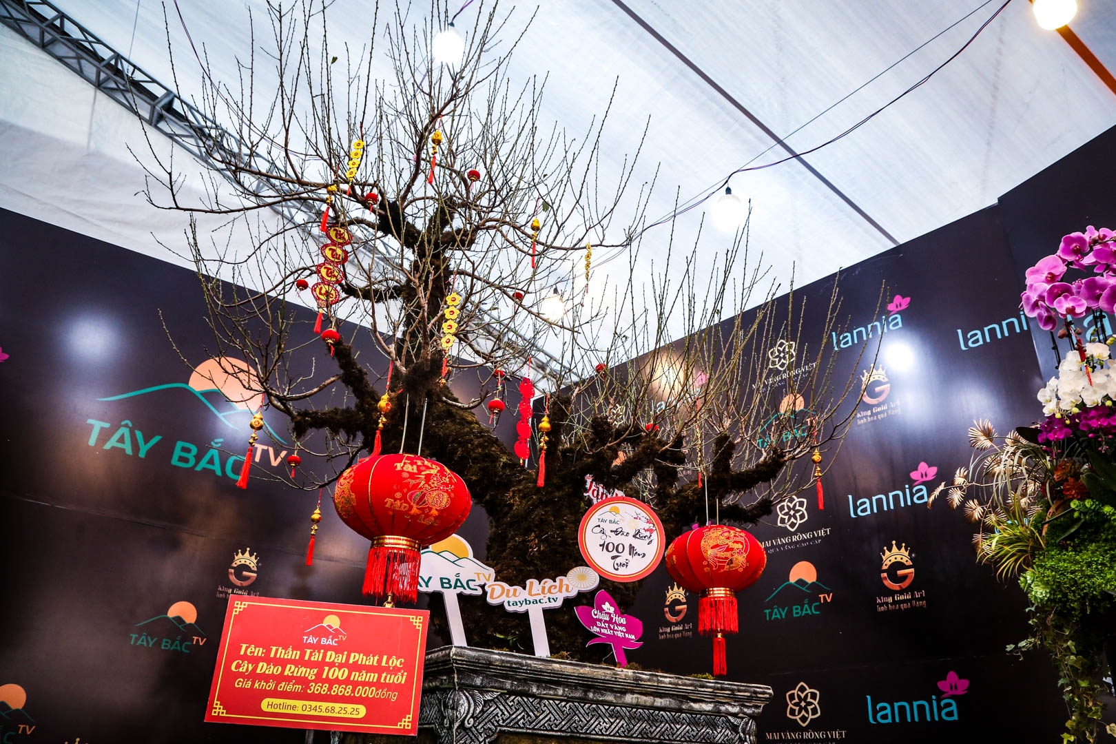 cay mai ma vang anh 11