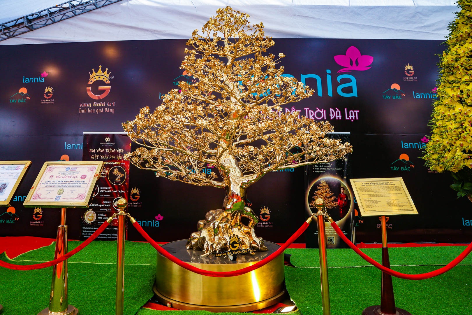 cay mai ma vang anh 1