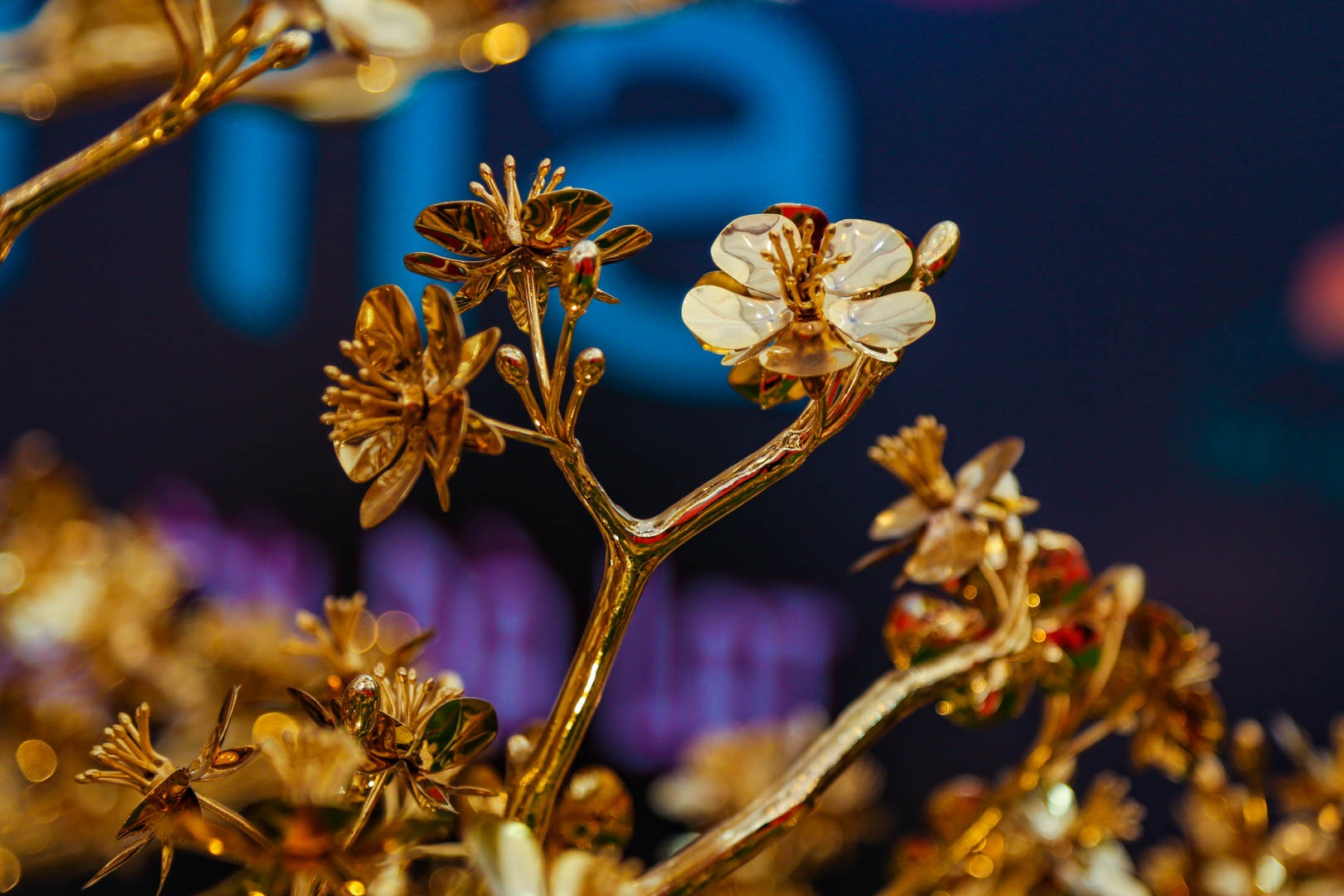 cay mai ma vang anh 2